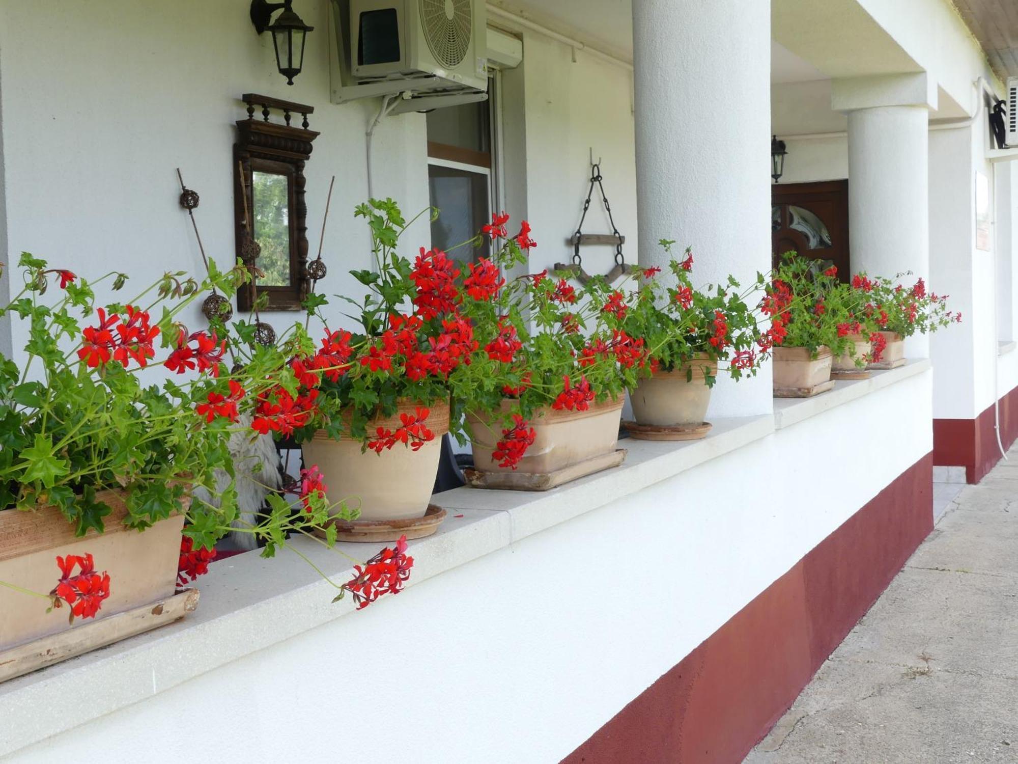 Tisza White House Bed & Breakfast Tiszaszolos Luaran gambar